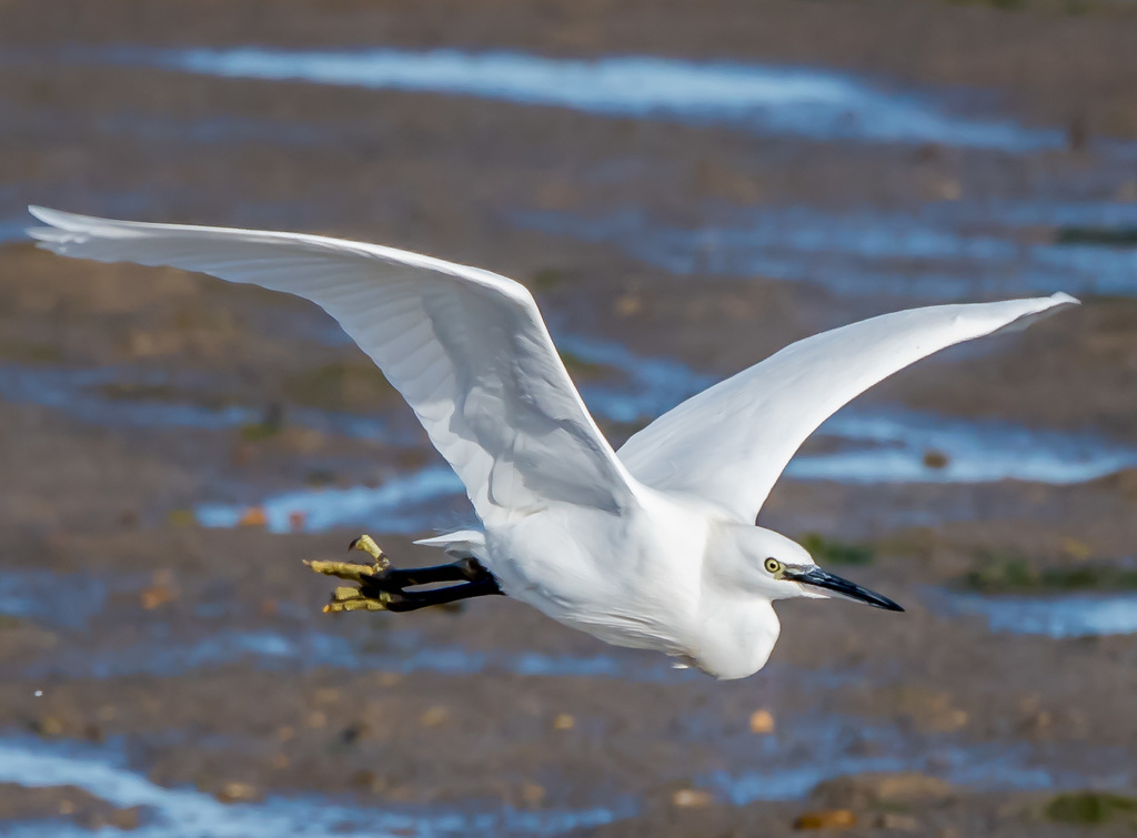 Little Egret