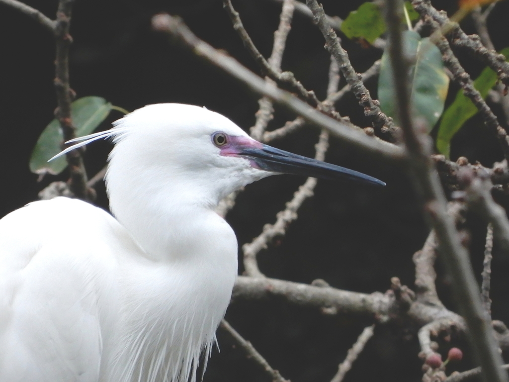 Little Egret