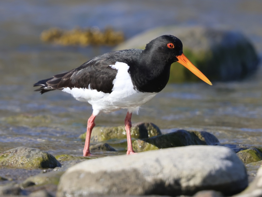 Eurasian Oystercatcher