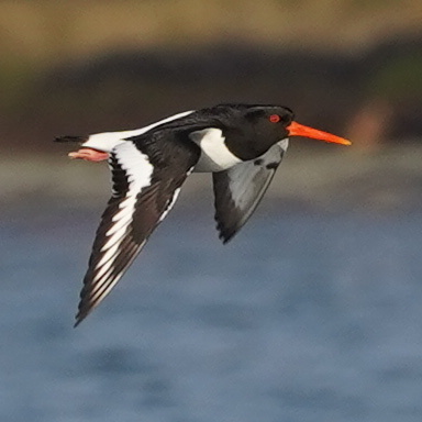 Eurasian Oystercatcher