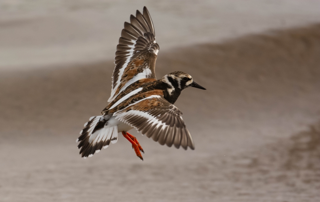 Ruddy Turnstone