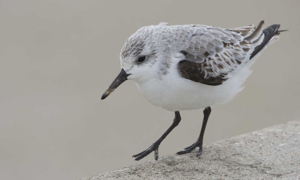 Bécasseau Sanderling