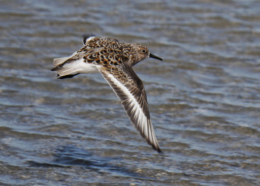 Bécasseau Sanderling
