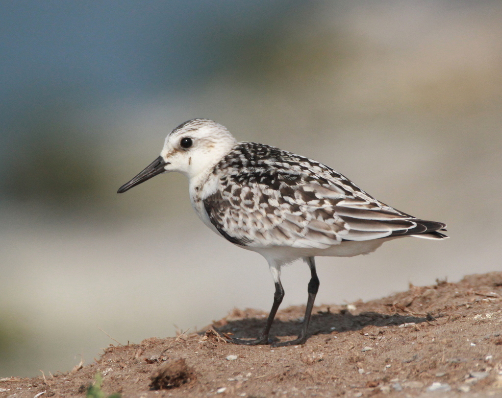 Bécasseau Sanderling