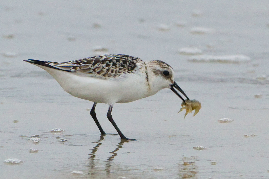 Bécasseau Sanderling