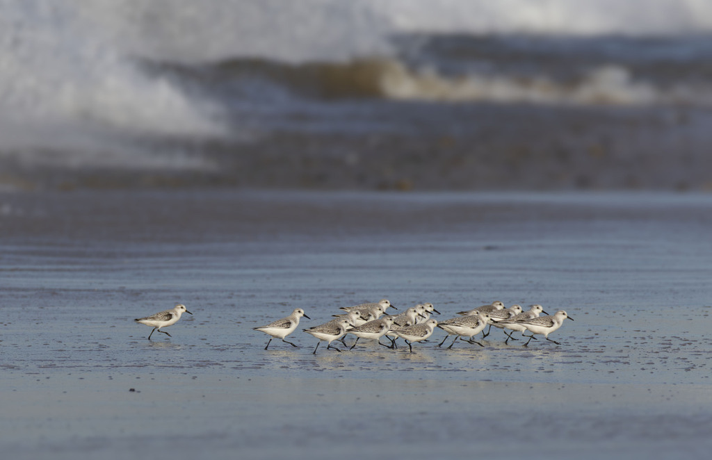 Bécasseau Sanderling