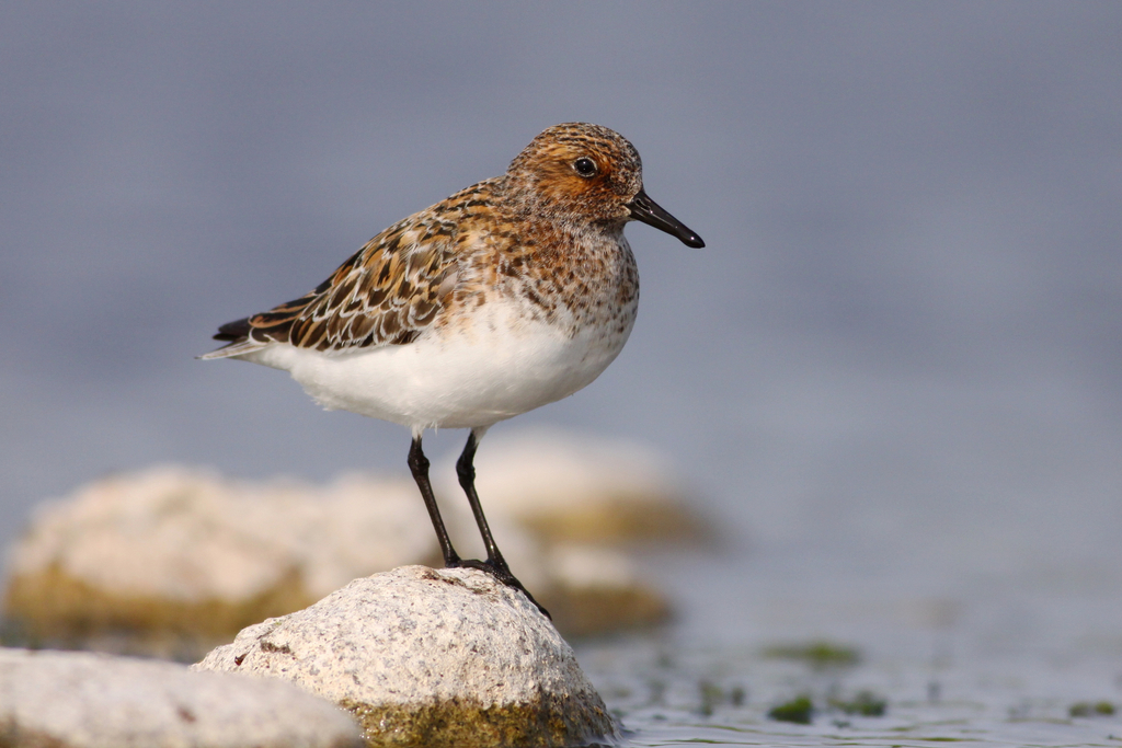 Bécasseau Sanderling
