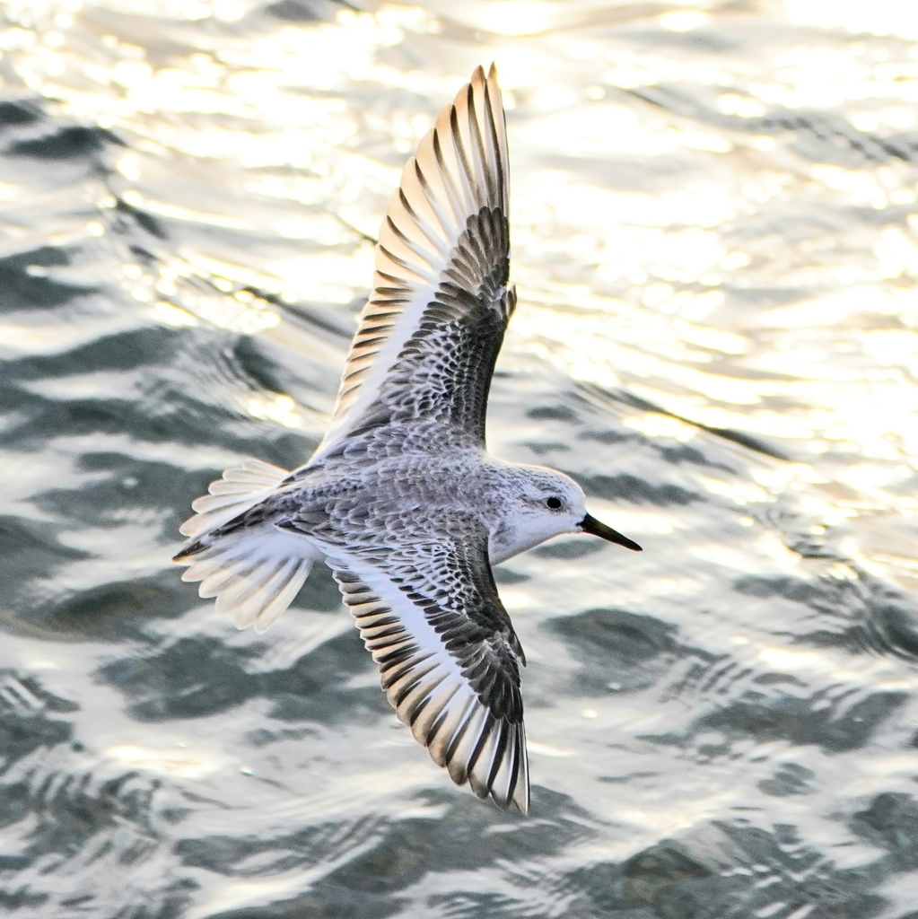 Bécasseau Sanderling