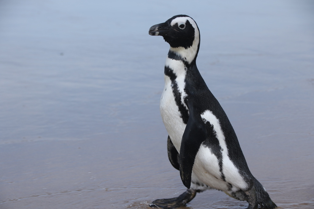 African Penguin