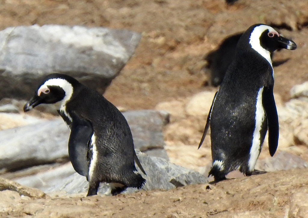 African Penguin