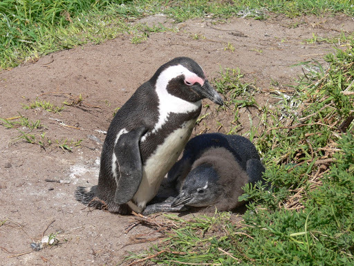 African Penguin