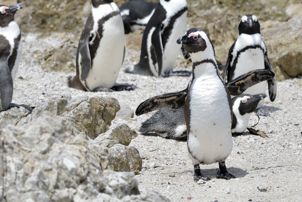 African Penguin