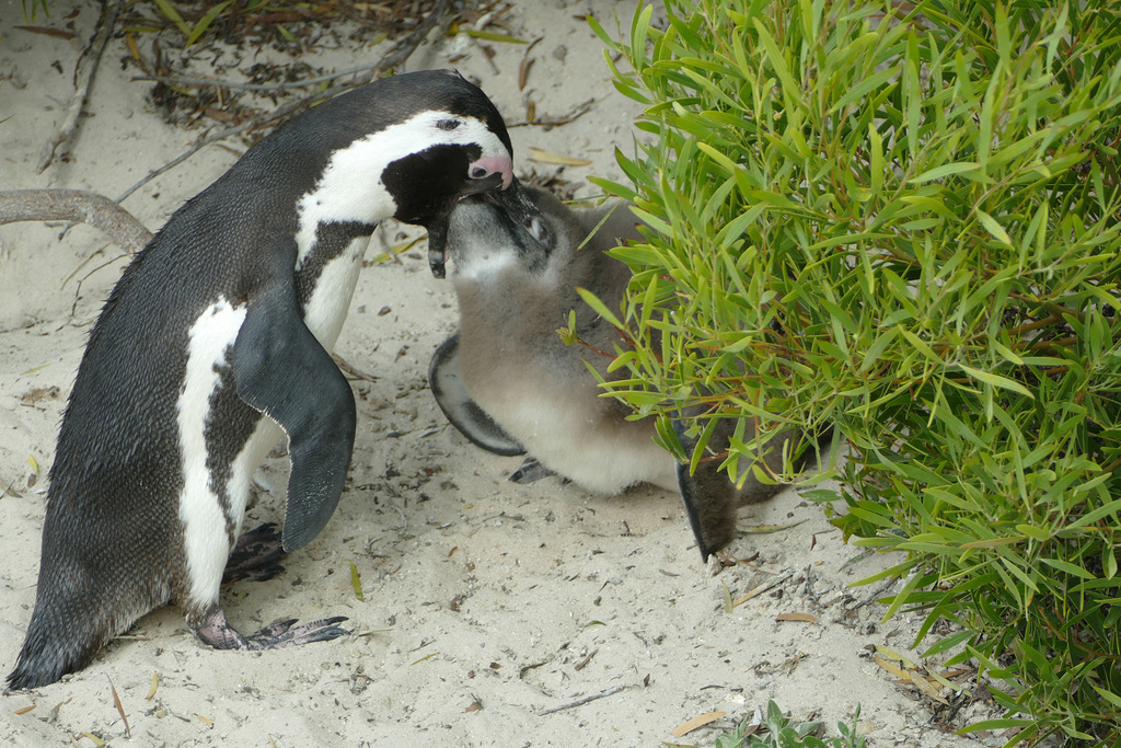African Penguin