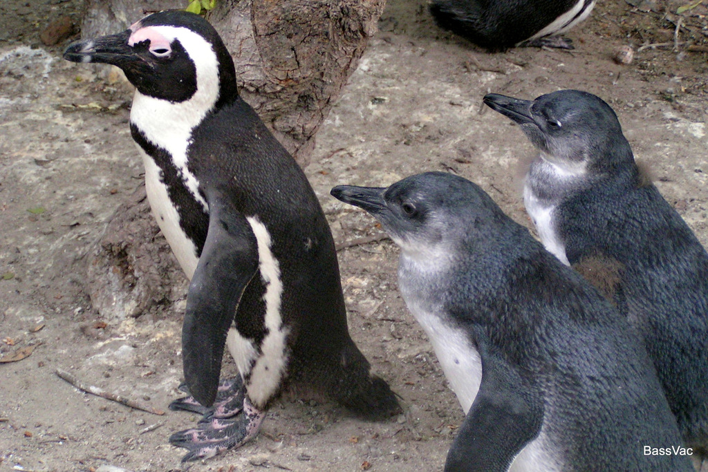 African Penguin