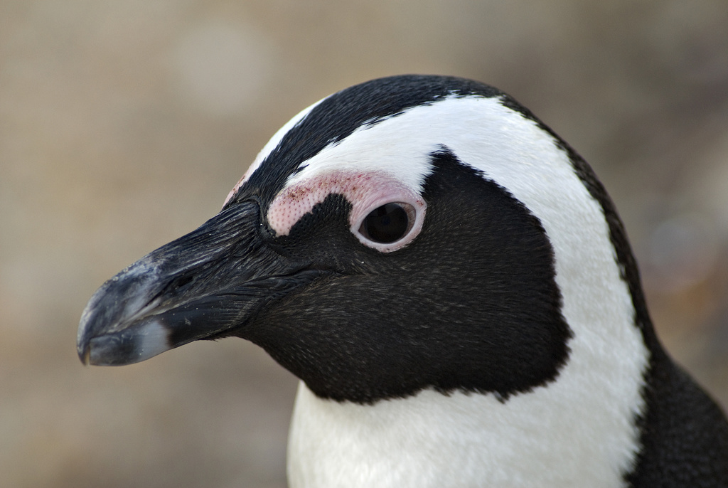 African Penguin