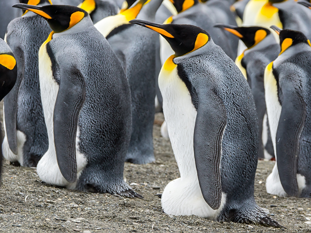 Manchot Royal