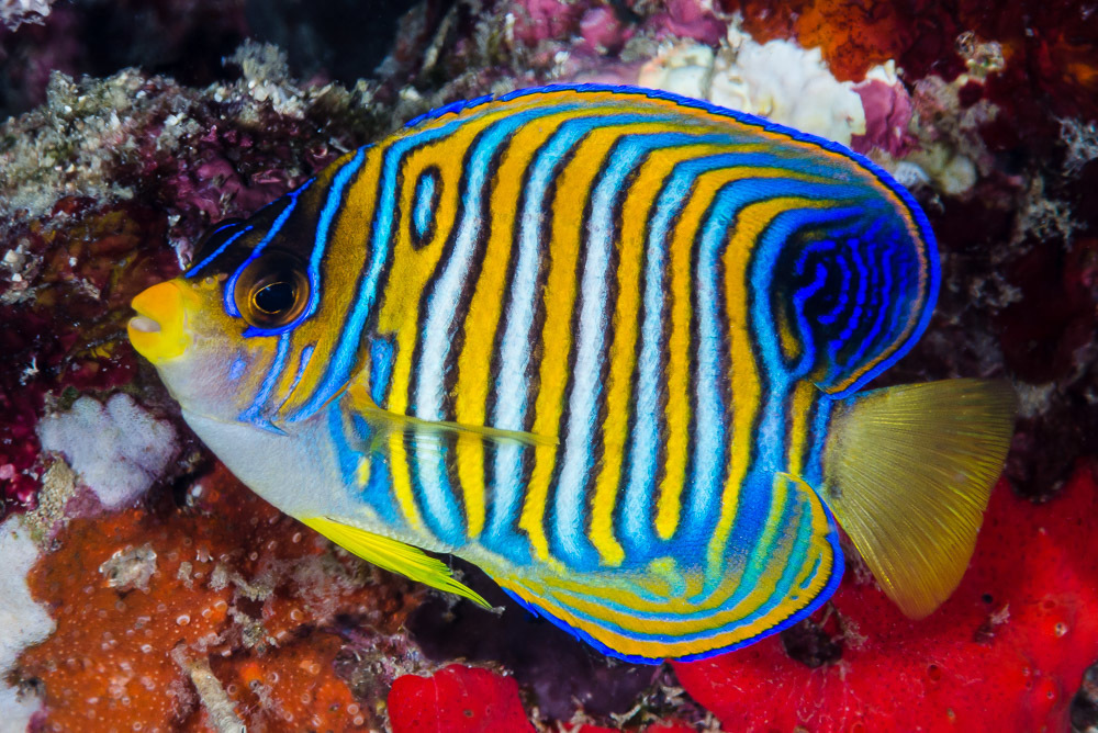 Regal Angelfish
