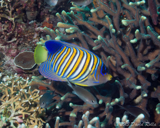 Regal Angelfish