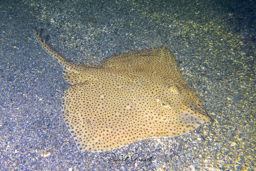 Blonde Skate