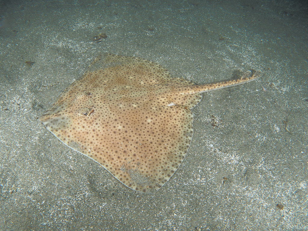 Blonde Skate