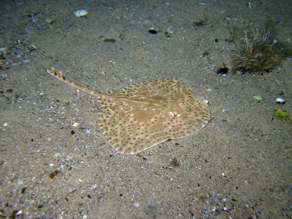 Blonde Skate