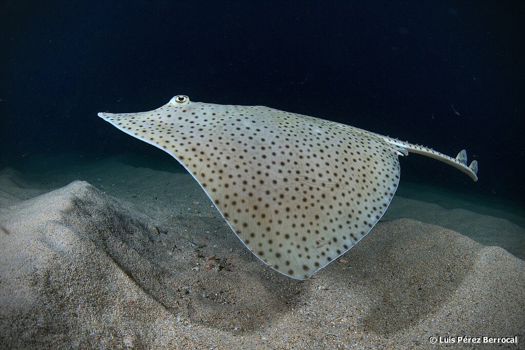 Blonde Skate