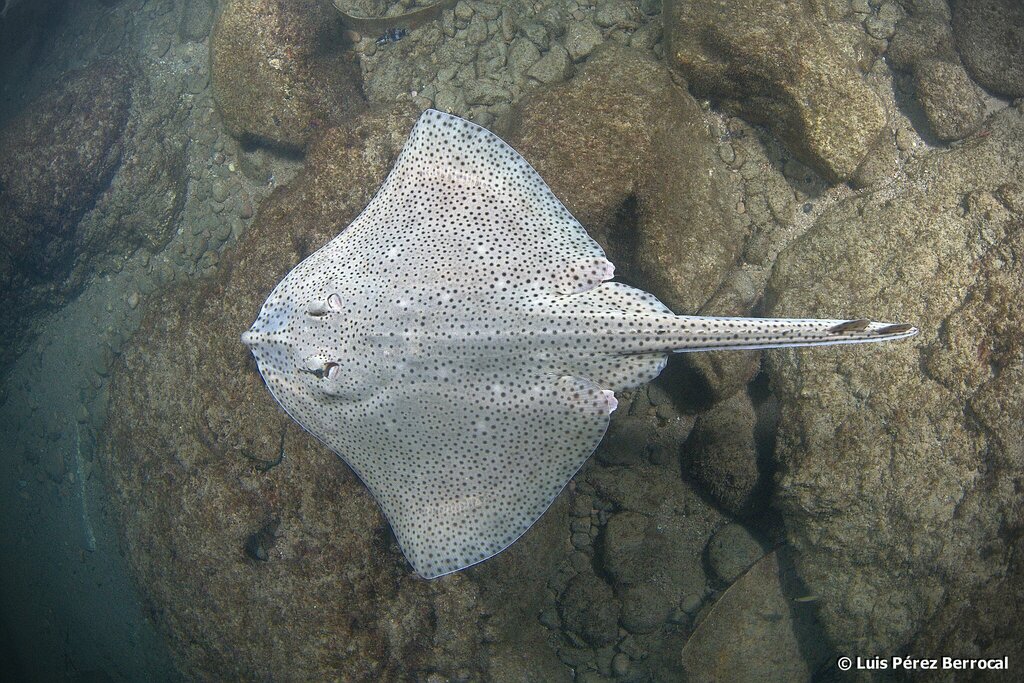 Blonde Skate