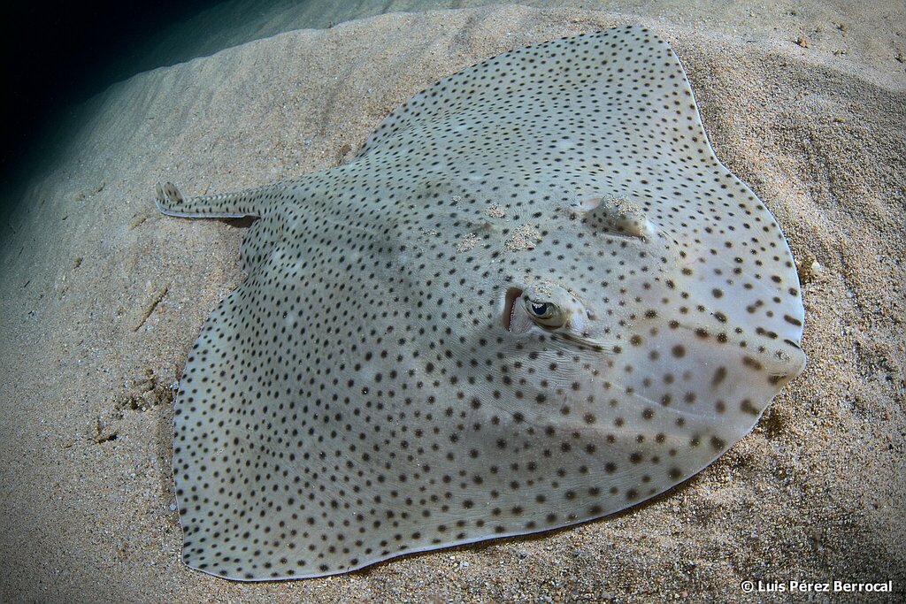 Blonde Skate