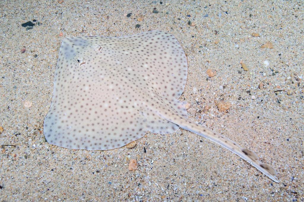 Blonde Skate