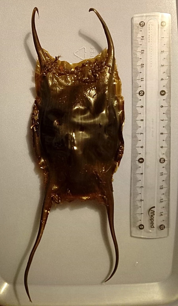 Blonde Skate