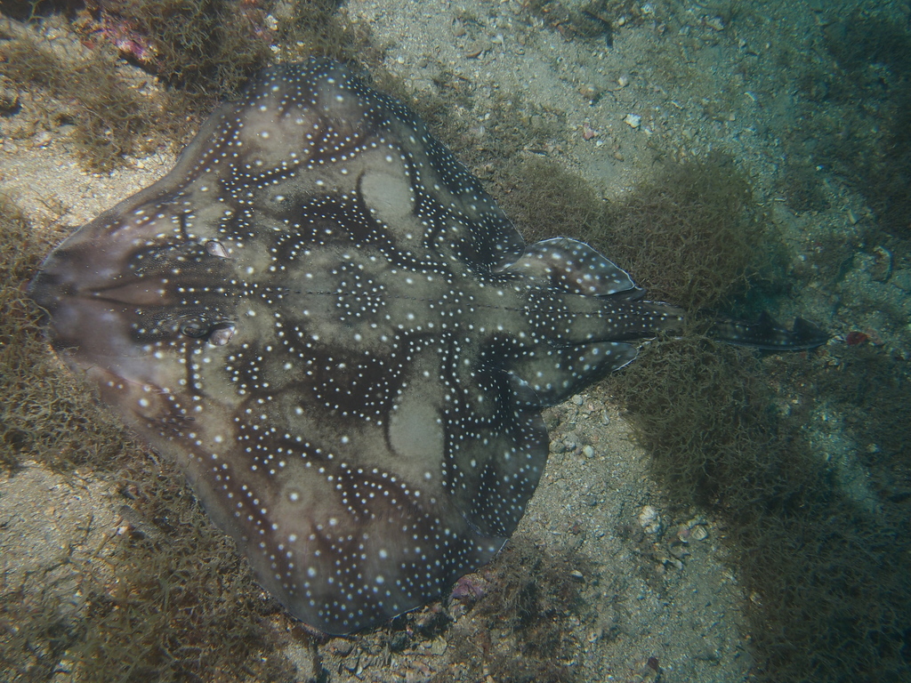Undulate Skate