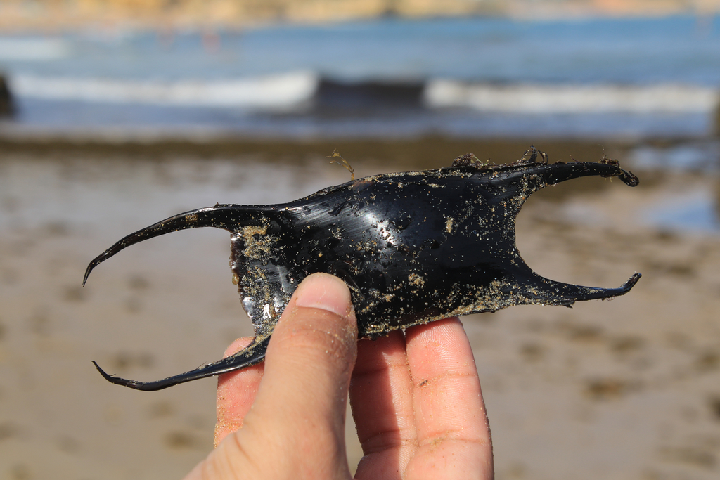 Undulate Skate