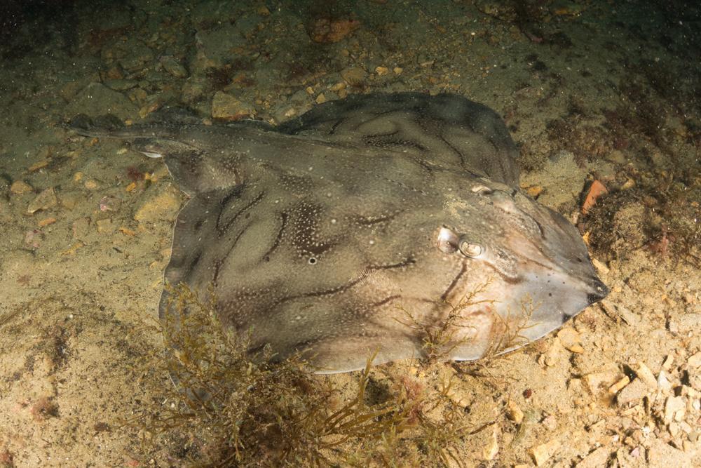 Undulate Skate