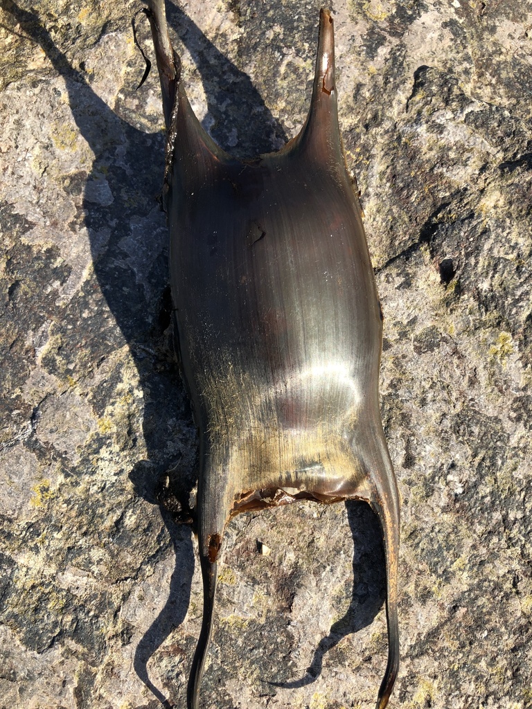 Undulate Skate