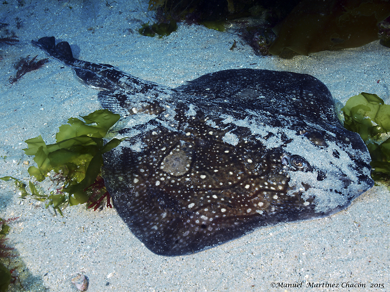 Undulate Skate