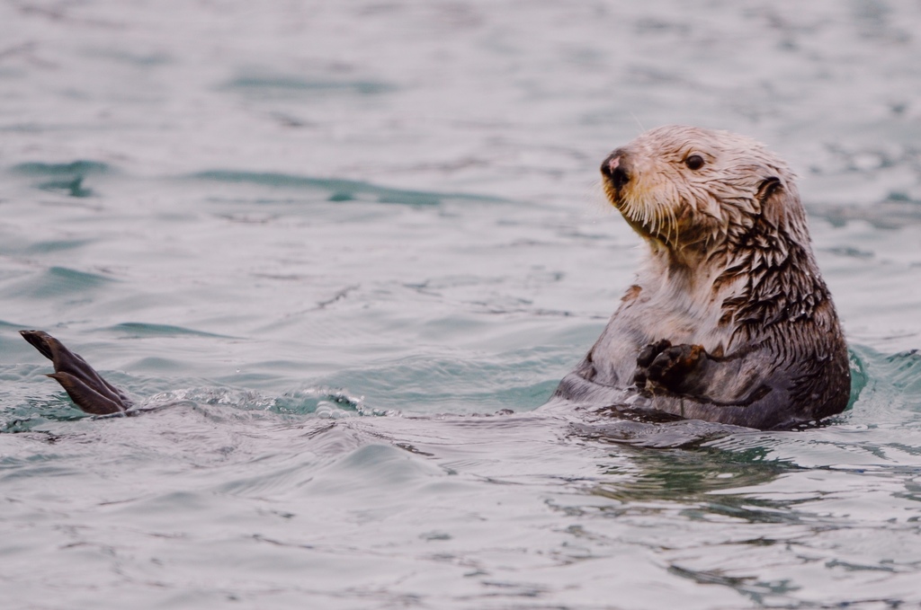 Loutre De Mer