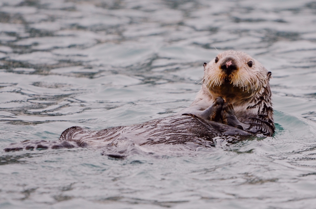 Loutre De Mer
