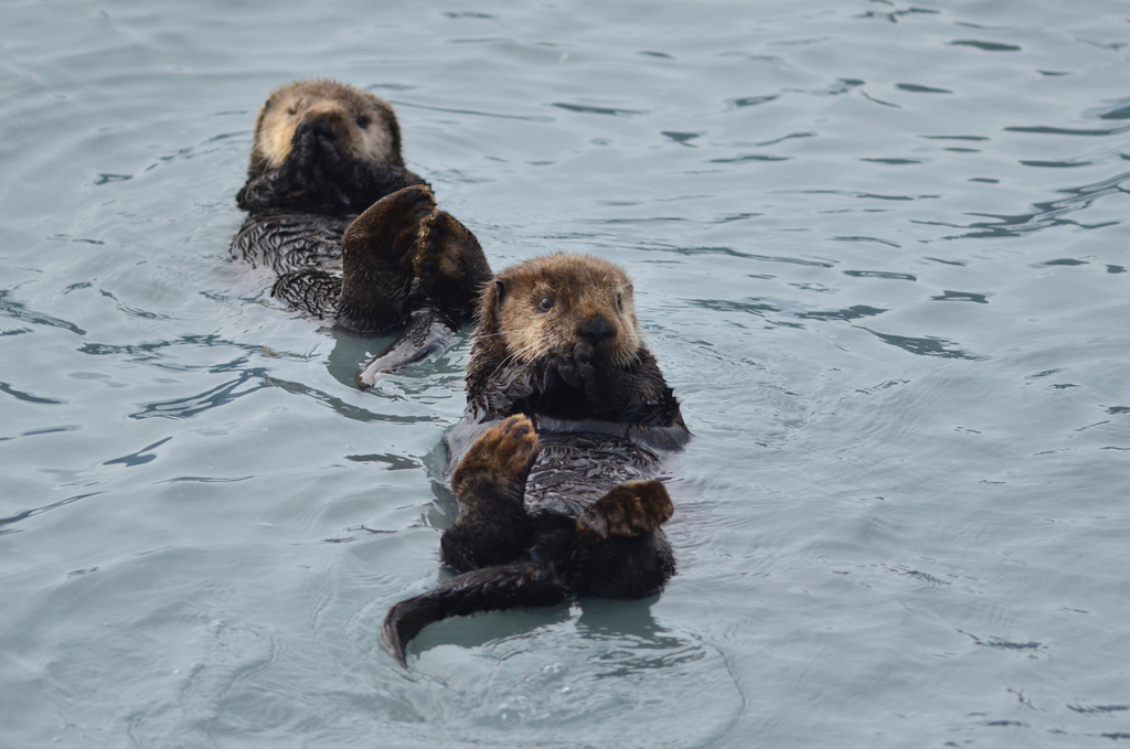 Loutre De Mer