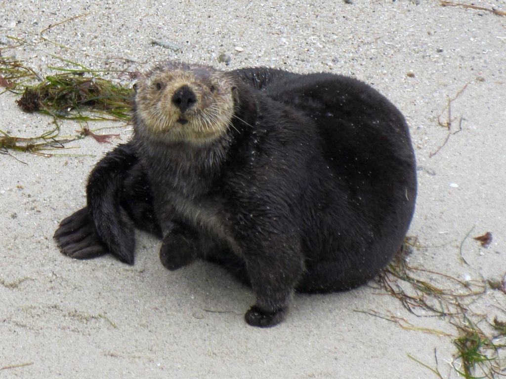 Loutre De Mer