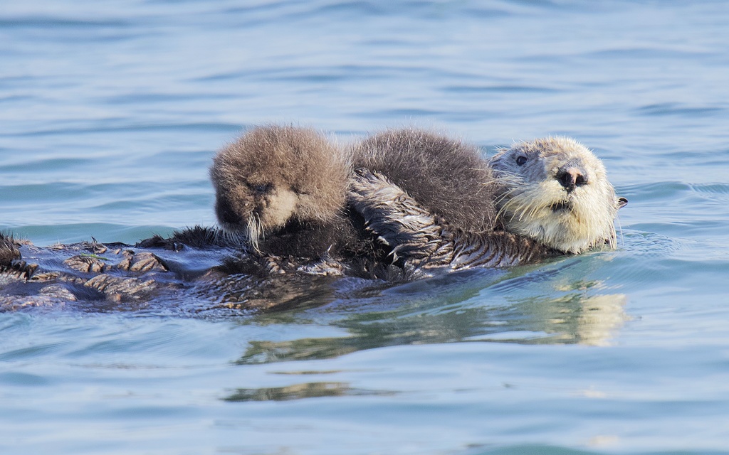 Loutre De Mer