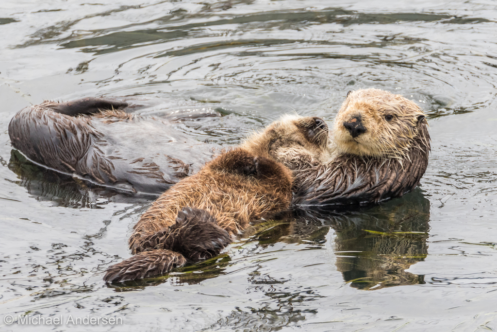 Loutre De Mer