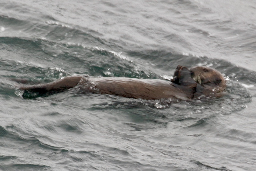Loutre De Mer