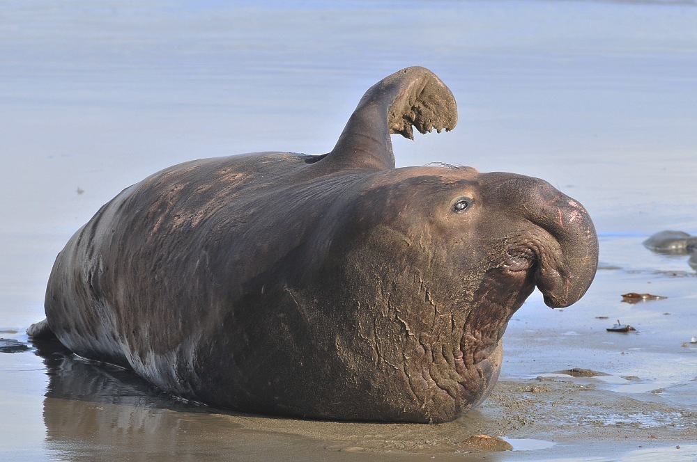 Éléphant De Mer Du Nord