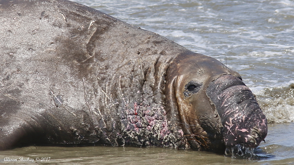 Éléphant De Mer Du Nord