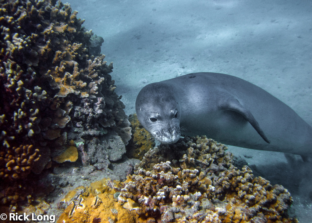 Hawaiian Monk Seal