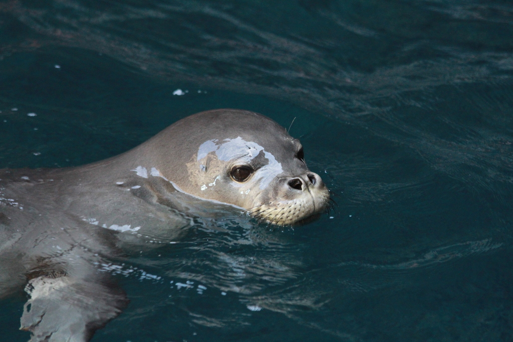 Hawaiian Monk Seal