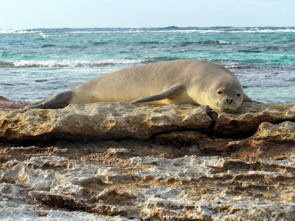 Hawaiian Monk Seal