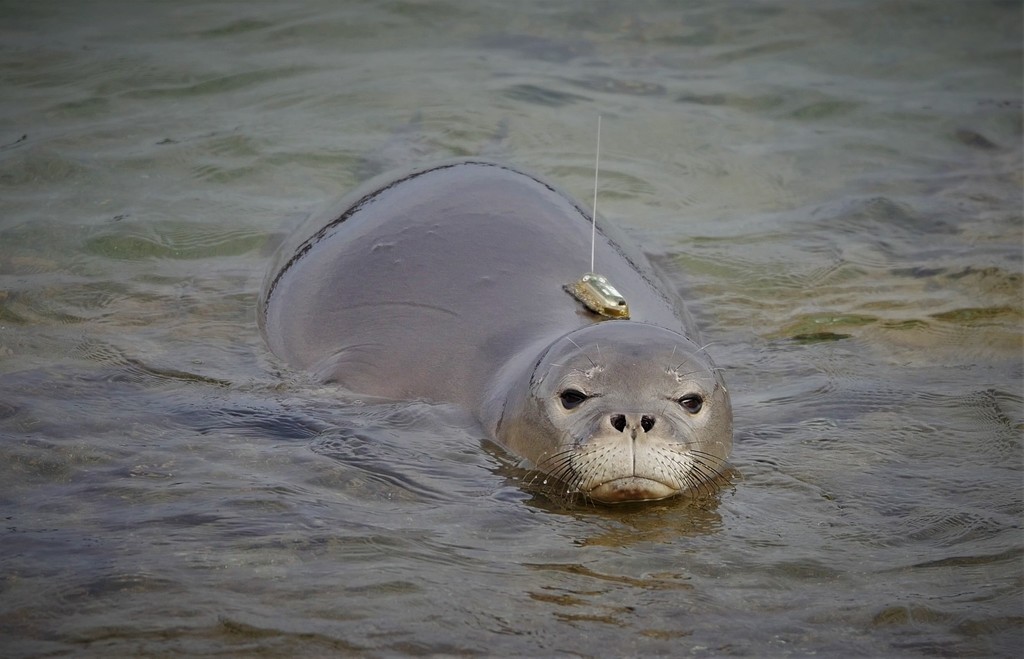 Hawaiian Monk Seal