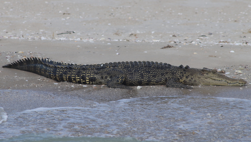 Saltwater Crocodile