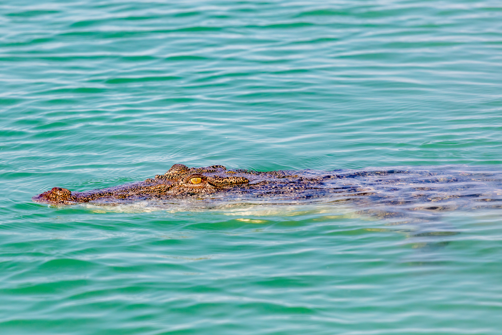 Saltwater Crocodile
